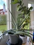 Aloe Vera 120cm bred