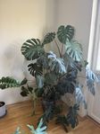 Monstera 