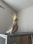 Cockatiel fågel