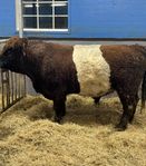 belted Galloway tjurar