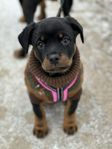 Rottweiler  valp