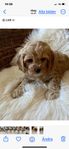 cavapoo