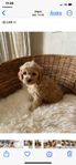 cavapoo