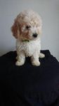 Goldendoodle valp 