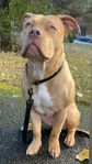 American Bully XL