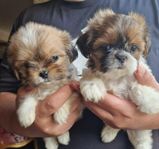 Shih-Tzu valpar 