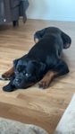 Rottweiler 1 år och 3 månader till salu