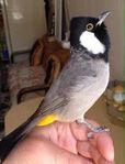 bulbul