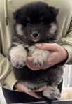 finsk lapphund