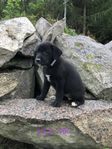 Leveransklara valpar Labrador-mix