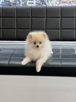 pomeranian