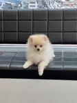 pomeranian