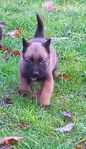 Malinois valpar SKK reg