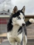 Siberian Husky