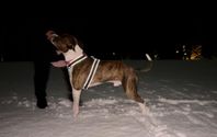 Omplacering American Staffordshire Terrier 