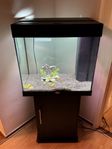 Komplett Juwel Lido 120l Akvarium + fisk