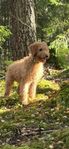 Labradoodle tikar 5 månader 