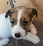 Jack Russel-valpar SKK söker seriösa köpare