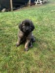 Leonberger valp tik SKK reg