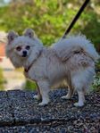 Chihuahua, Pomeranian (1 år )