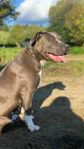 American staffordshire terrier