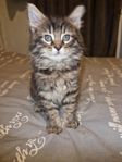 Maine coon blandras 