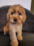 Cavapoo