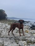 Ridgeback Omplacering 