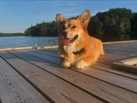 Welsh corgi pembroke 