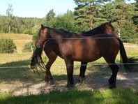 Foderhäst, 2 avelston varmblodtrav