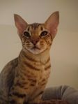 Ocicat 