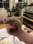 Tenrec