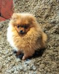 Pomeranian SKK reg