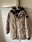 Canada goose