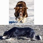 Border Collie valpar  (SKK-registrerade)