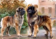 Leonberger valpar