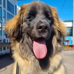 Omplacering, Laika, Leonberger