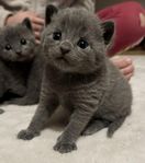 ulliga kattbebisar RussianBlue/NorskSkogskatt