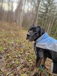 3-årig cane corso blandning