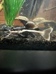 red tail catfish 6cm