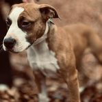 amstaff 