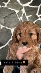 cavapoo 