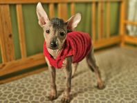 Xoloitzcuintle-valpar!