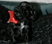 SKK Reg Cockerspaniel Valpar (2 Tikar kvar) 