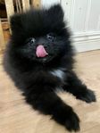 LITEN UNDERBAR POMERANIAN GOSSE