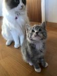 Ragdoll / maincoon kattunge Paris 