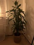 Dracaena 140cm hög