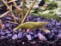 Caridina Babaulti "Green" räkor