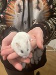 dvärg hamster 