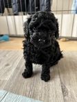 Leveransklar Cavapoo valp 